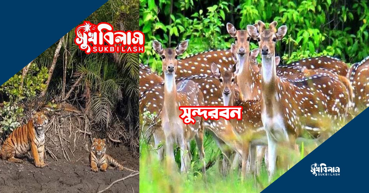 সুন্দরবন sundarban