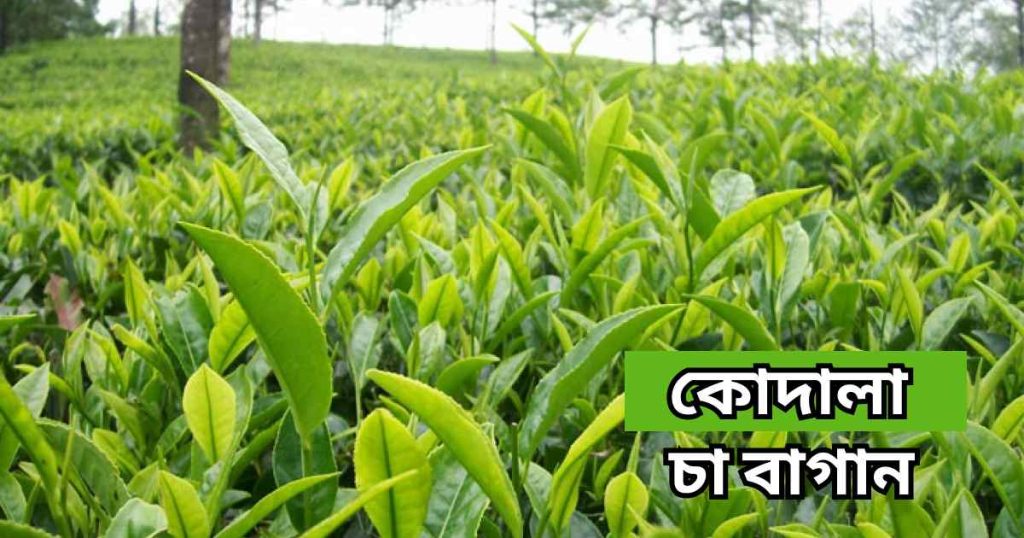 কোদালা চা বাগান kodala cha bagan