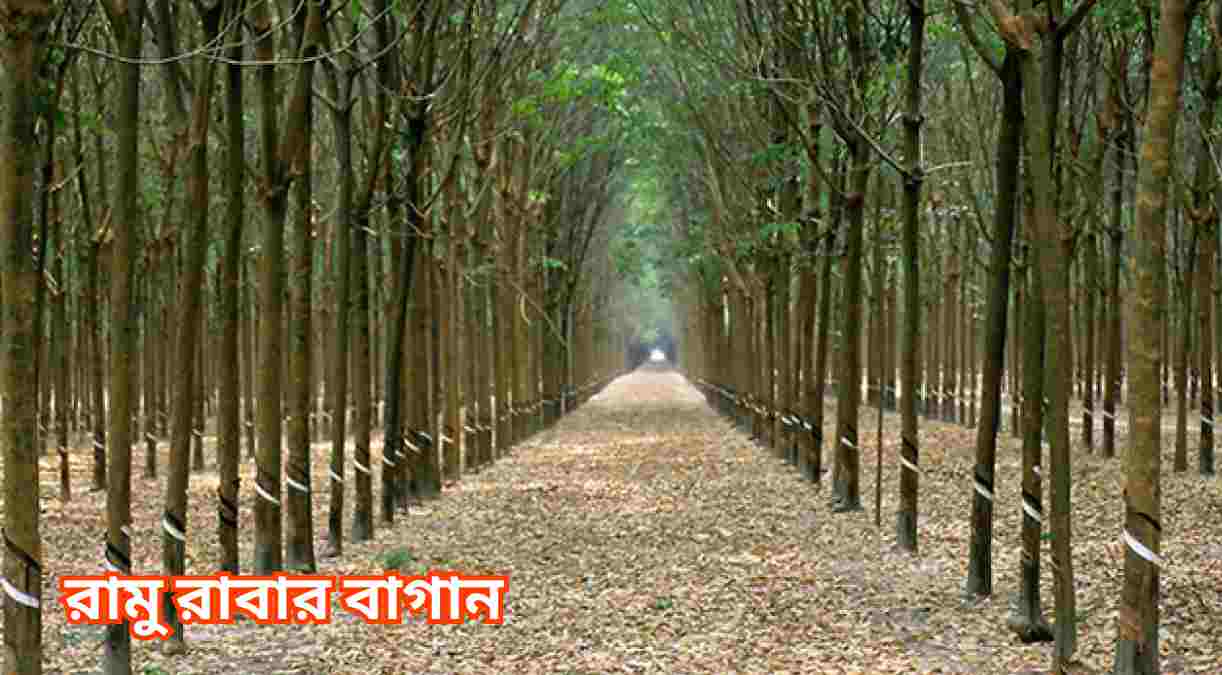 রামু রাবার বাগান Ramu rabar bagan