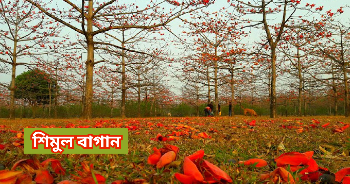 শিমুল বাগান shimul bagan